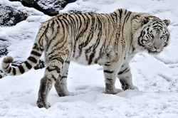 White Tiger In Snow Field