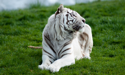White Tiger on Green Grass