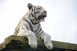 White Tiger Roaring on Wooden Base