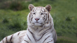 White Tiger Sitting in Jungle