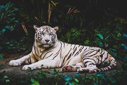 White Tiger Wallpaper