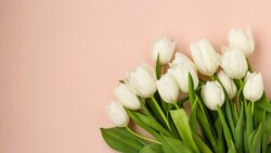 White Tulip Flower 5K