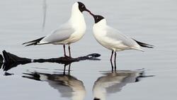 White Two Sea Bird Couple Photo