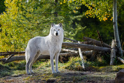 White Wolf Beautiful Photography