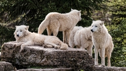 White Wolf Group on Rock HD Wallpaper