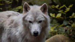 White Wolf Looking For Hunting