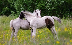 Wight Horse Couple Pic