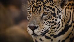 Wild Animal Jaguar Looking For Predator