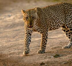 Wild Animal Leopard Image
