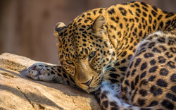 Wild Animal Leopard Sitting on a Tree