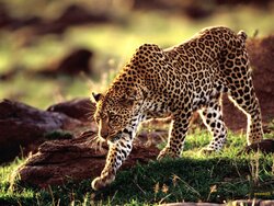 Wild Animal Leopard Walking