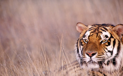 Wild Animal Tiger Wallpaper