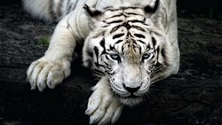 Wild Animal White Tiger