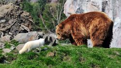 Wild Bear and a Cat Photo