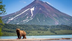 Wild Bear Animal Near Lake Photo