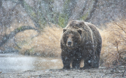 Wild Bear in Rain Photography