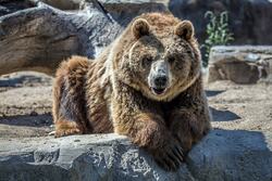 Wild Bear in Zoo 5K Pic