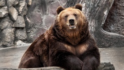 Wild Bear in Zoo