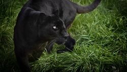 Wild Black Panther 4K Wallpaper