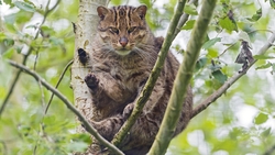 Wild Cat Sitting on Tree HD Wallpaper