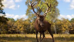 Wild Deer on Grass Walk