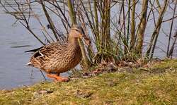 Wild Duck Near A Lake 4K Wallpaper