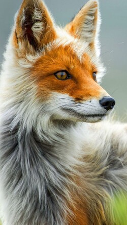 Wild Grey Fox