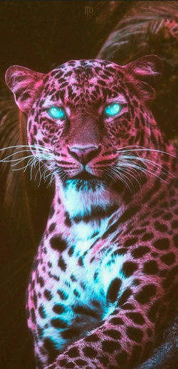 Wild Leopard Animal Photo