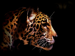 Wild Leopard Looking