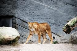Wild Lion in Zoo Photo