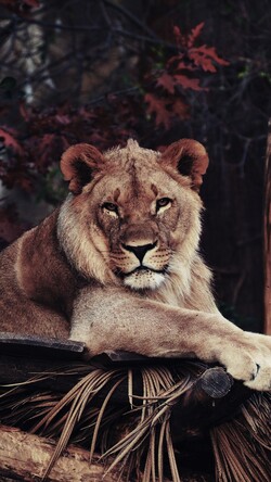 Wild Lion Mobile Photo