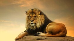Wild Lion Sitting on Rock