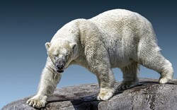 Wild Polar Bear Standing On A Rock