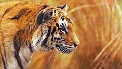 Wild Tiger Desktop 4K Background