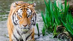 Wild Tiger in River