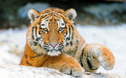 Wild Tiger in Snow Animal Pics