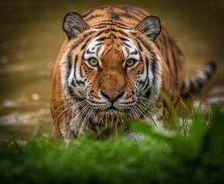 Wild Tiger Wild Photography