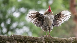 Wings Pose by Rooster Bird