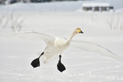 Winter Bird Geese Flying