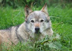 Wolf Animal in Jungle