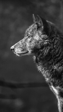 Wolf Black and White Mobile Background Wallpaper