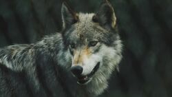 Wolf HD Wallpaper