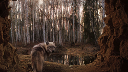 Wolf in Forest HD Photo
