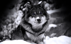 Wolf in Snow Desktop Background Wallpaper