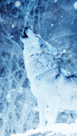 Wolf in Winter Snow