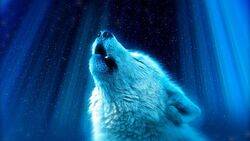 Wolf Predator Fantasy HD Pic