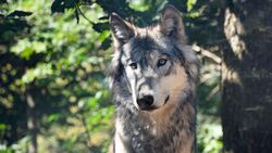 Wolf Predator in Forest HD Wallpaper