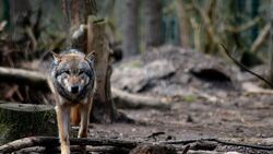 Wolf Walking in Forest