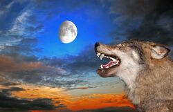 Wolf With Moon Scene