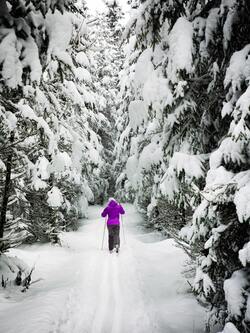 Woman on Snow Ground in The Forest With Rods